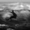 Surfer
