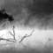 Cormorant_mist
