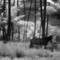Equus_dream