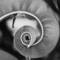 Leaf_detail