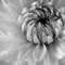 Dahlia