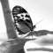 Mariposa_butterfly