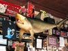 Bar_shark_thumb