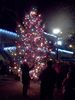 Bohalltreelighting_thumb