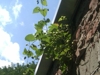 Backyard_hops_thumb