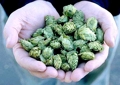 Hops2