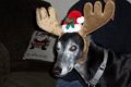 Merry_chistmoose
