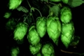 Large_hops1
