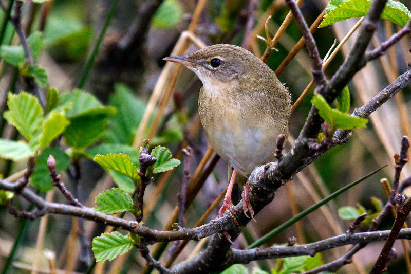 Grasshopper warbler img 7904