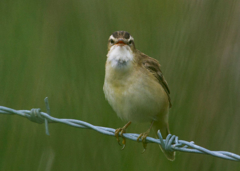Sedge warbler img 1514