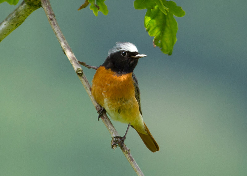 Redstart ynys hir img 1644