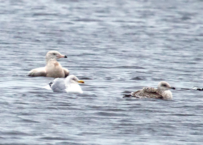 Glaucous gull marloes img 3450