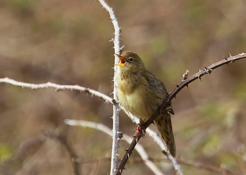 Grasshopper warbler img 4630