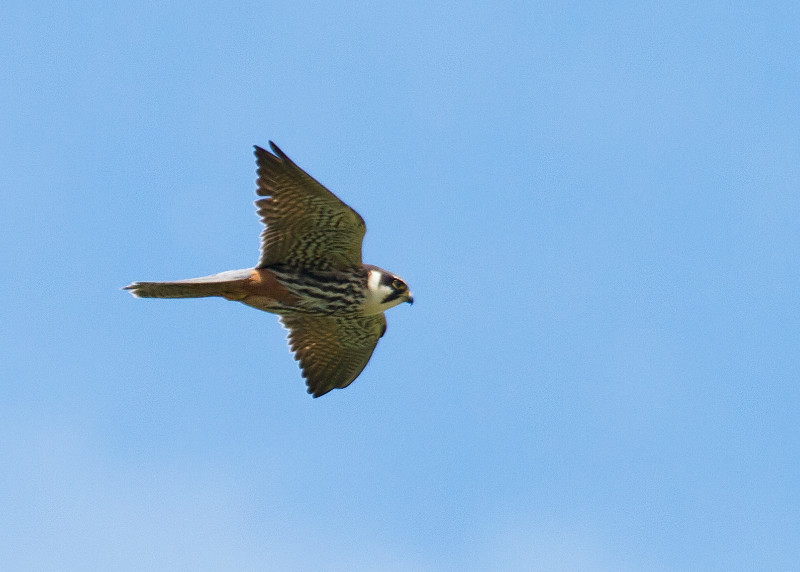 Hobby ham wall img 4807