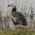 Blue_goose_2_100