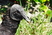 Black_vulture_close-up_100