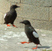 Avatar_bg_1_100