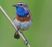Bluethroat_index_100