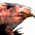 Condorgif_100