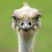 Ostrich_100