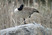 Canada_goose_img_5294_100