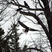She kept looking at the ravens as if they were annoying her. I guess she finally had enough of the cawing and took off.