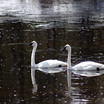Tundra Swan