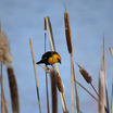 Yellow-headed Blackbird