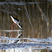 Black-necked Stilt