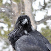 Common Raven
