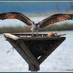 Osprey