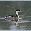 Clark's Grebe