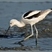 American Avocet