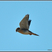 American Kestrel