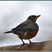 American Robin