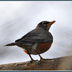 American Robin