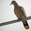 White-winged Dove