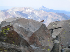 Seen 6/30/2006 at the very top of El Diente Peak, Colorado (14,159 feet).