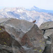 Brown-capped Rosy-Finch