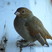 Barbados Bullfinch
