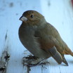 Barbados Bullfinch