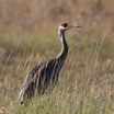 Gruiformes