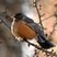 American Robin