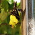 American Goldfinch