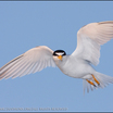 Least Tern