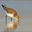 Western Sandpiper