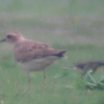 Oriental Plover