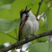 Chestnut-sided Warbler