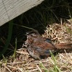 Fox Sparrow - Washington (Port Angeles) 