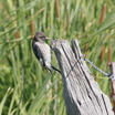 Red-headed Woodpecker (Juvenile) - Wyoming (Cheyenne)